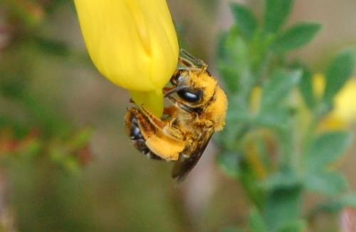 Halictus rubicundus